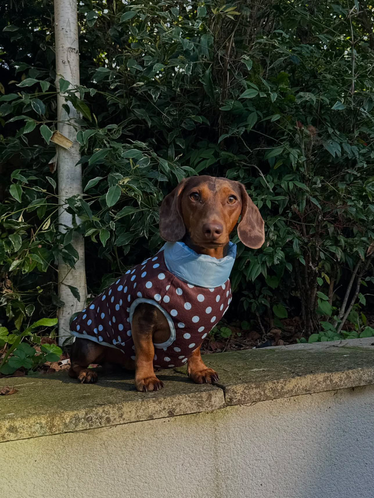 The Dottie Reversible Puffer- Cloud