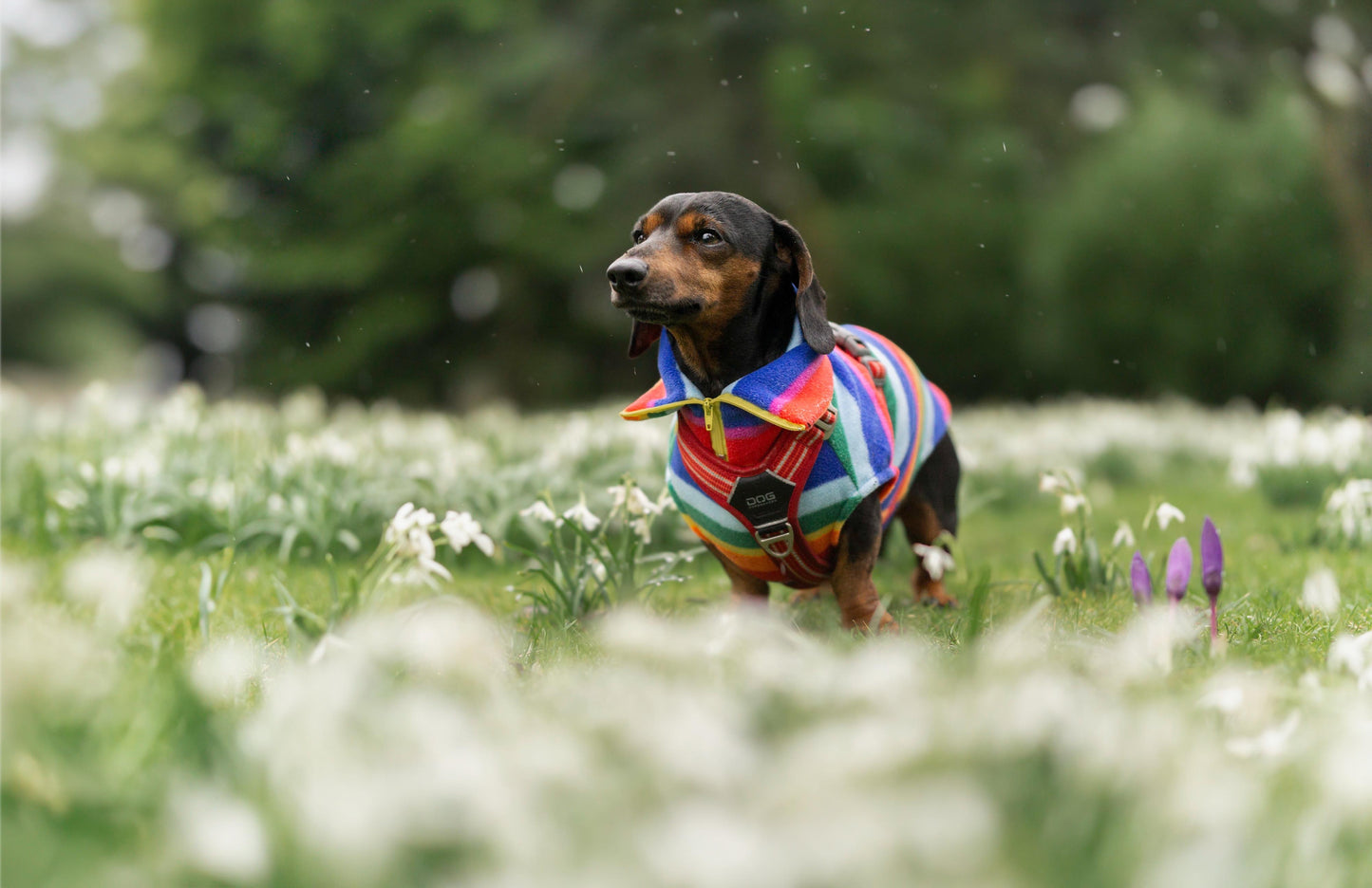 Rainbow Quarter Zip Fleece
