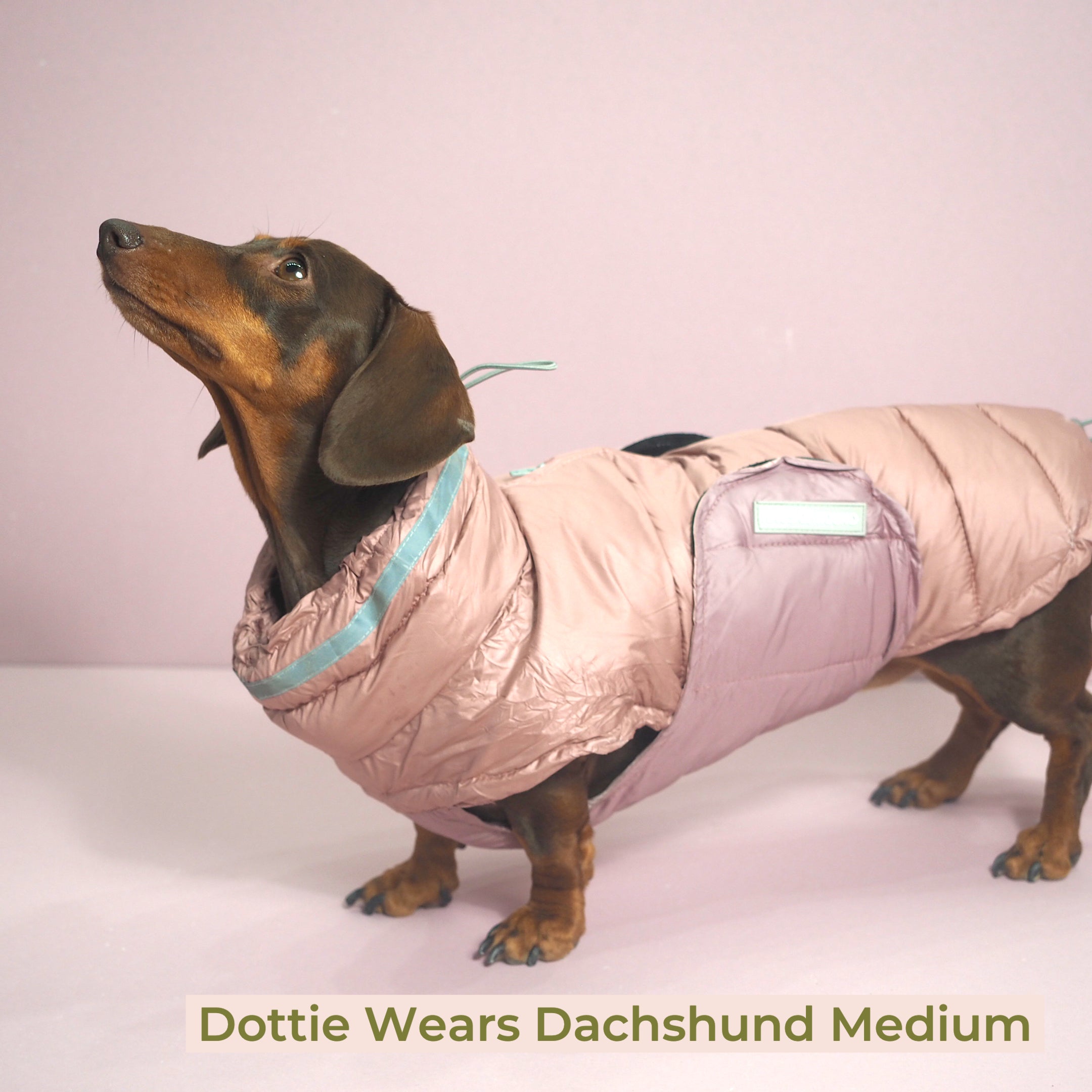 Dachshund 2024 puffer coat