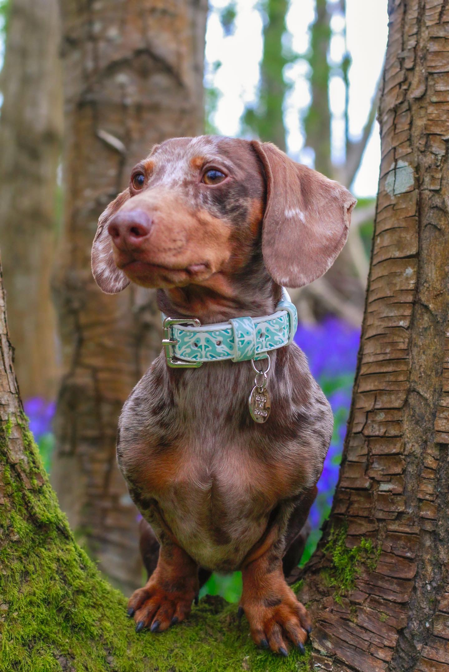 Vegan Leather Collar- Sea Breeze