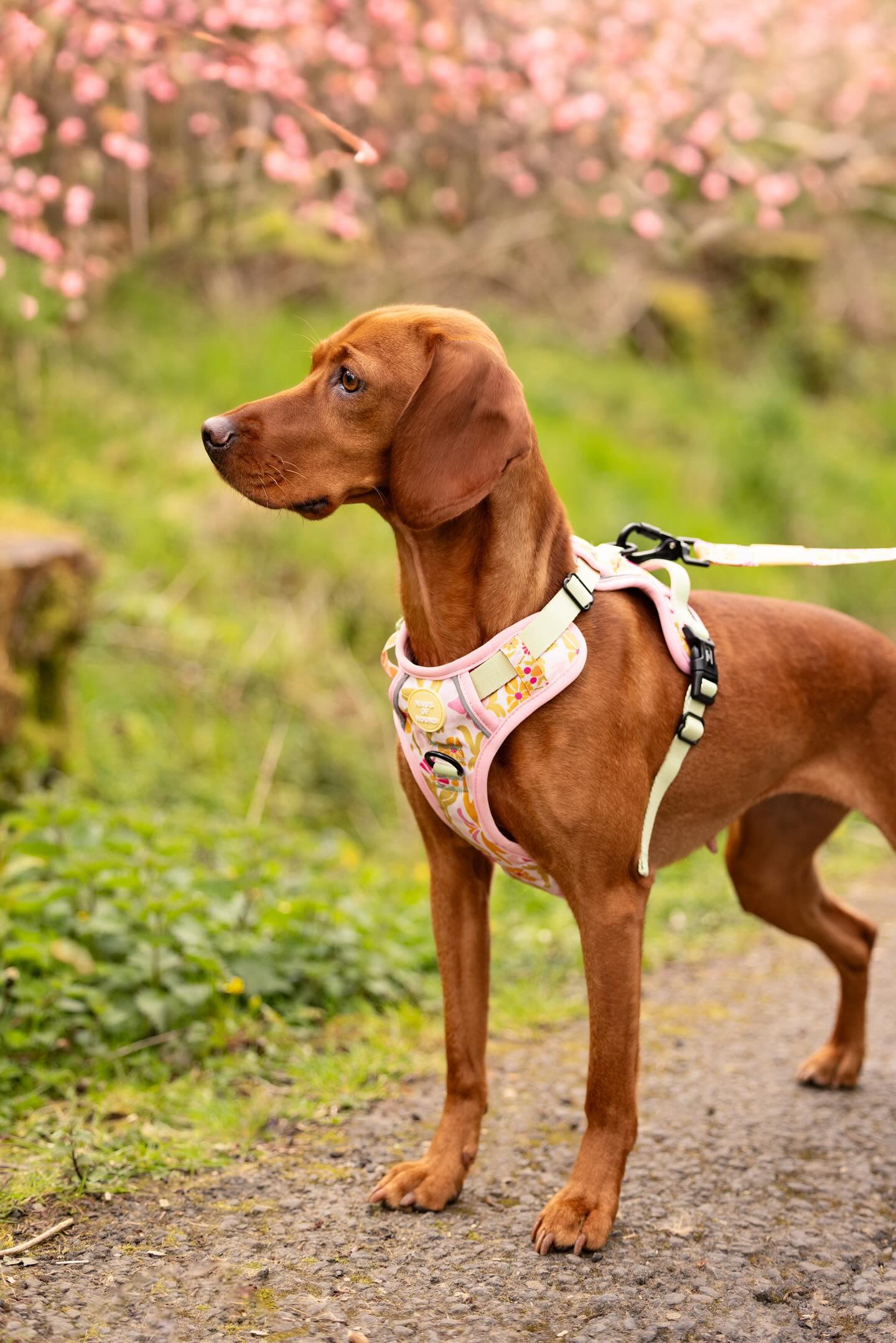 Flower Power- Trek Harness