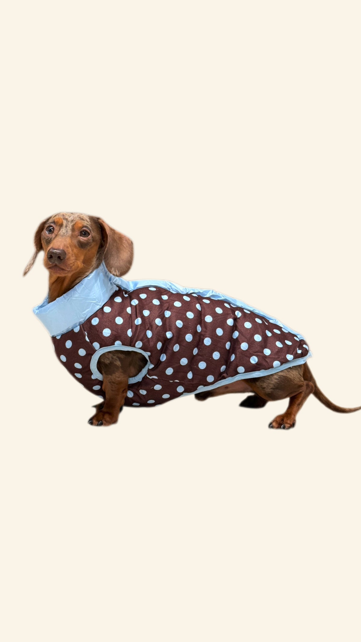 The Dottie Reversible Puffer- Cloud