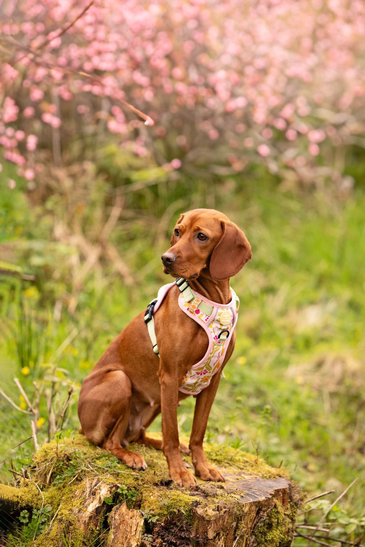 Flower Power- Trek Harness