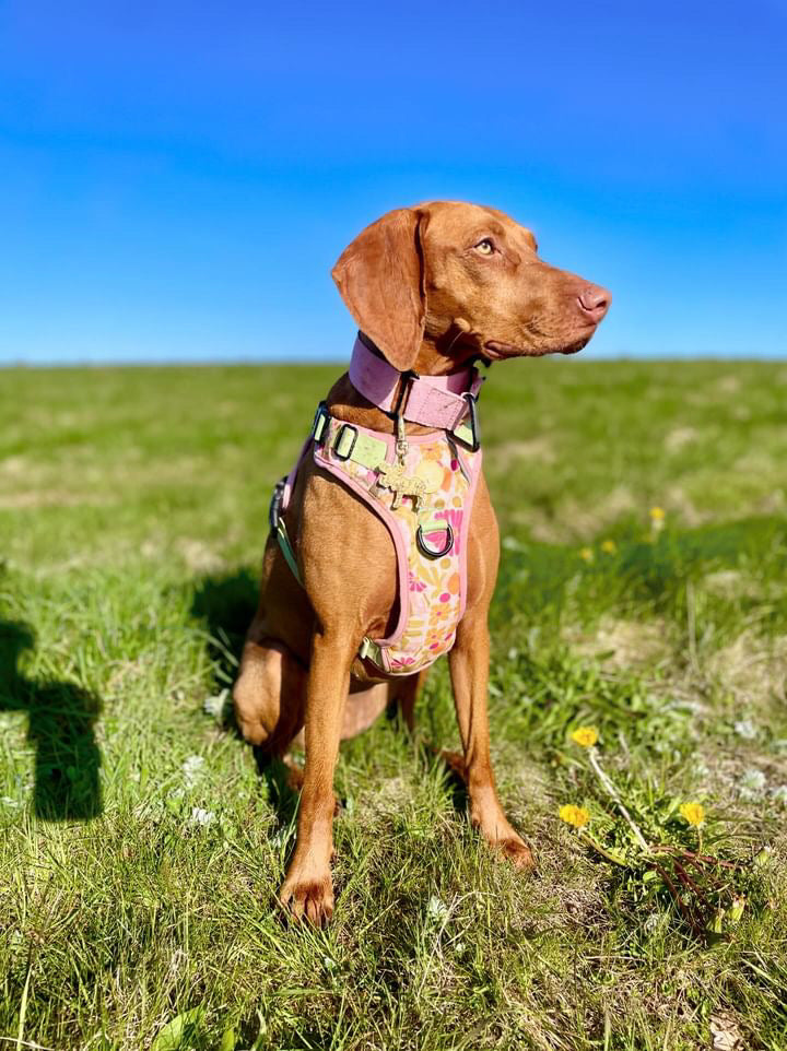 Flower Power- Trek Harness