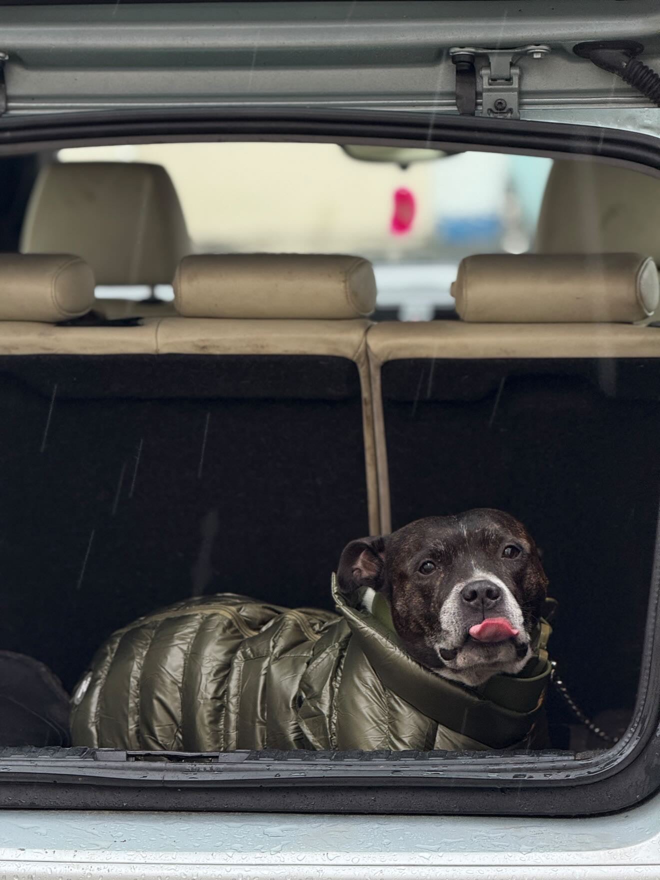 Olive Puffer Gilet