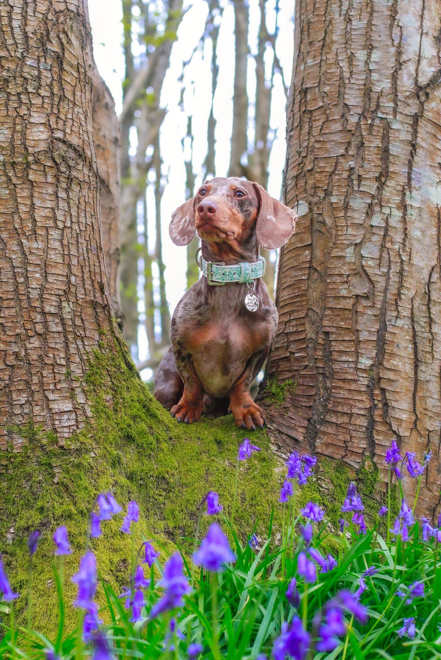 Vegan Leather Collar- Sea Breeze