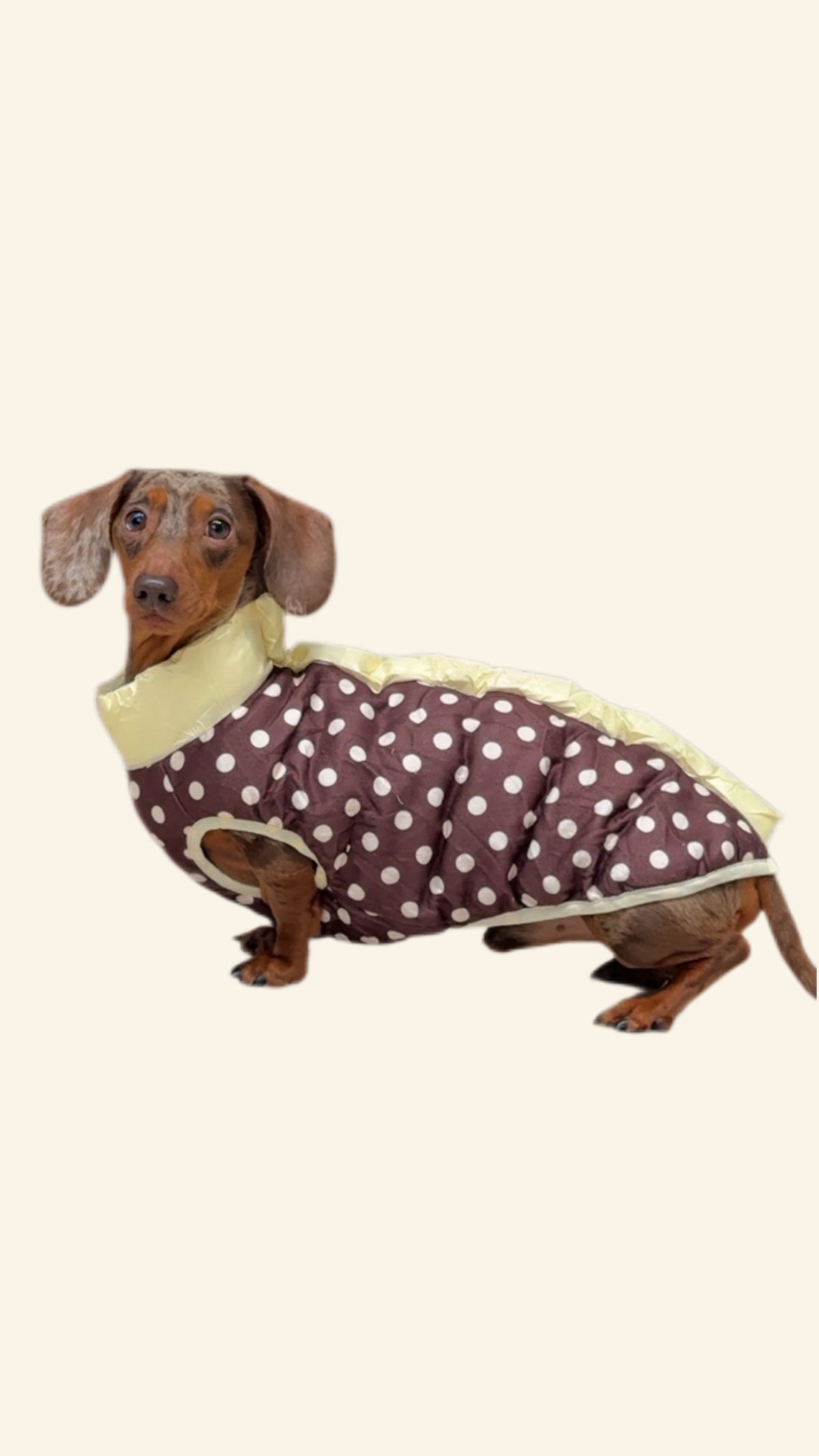 The Dottie Reversible Puffer- Buttercup