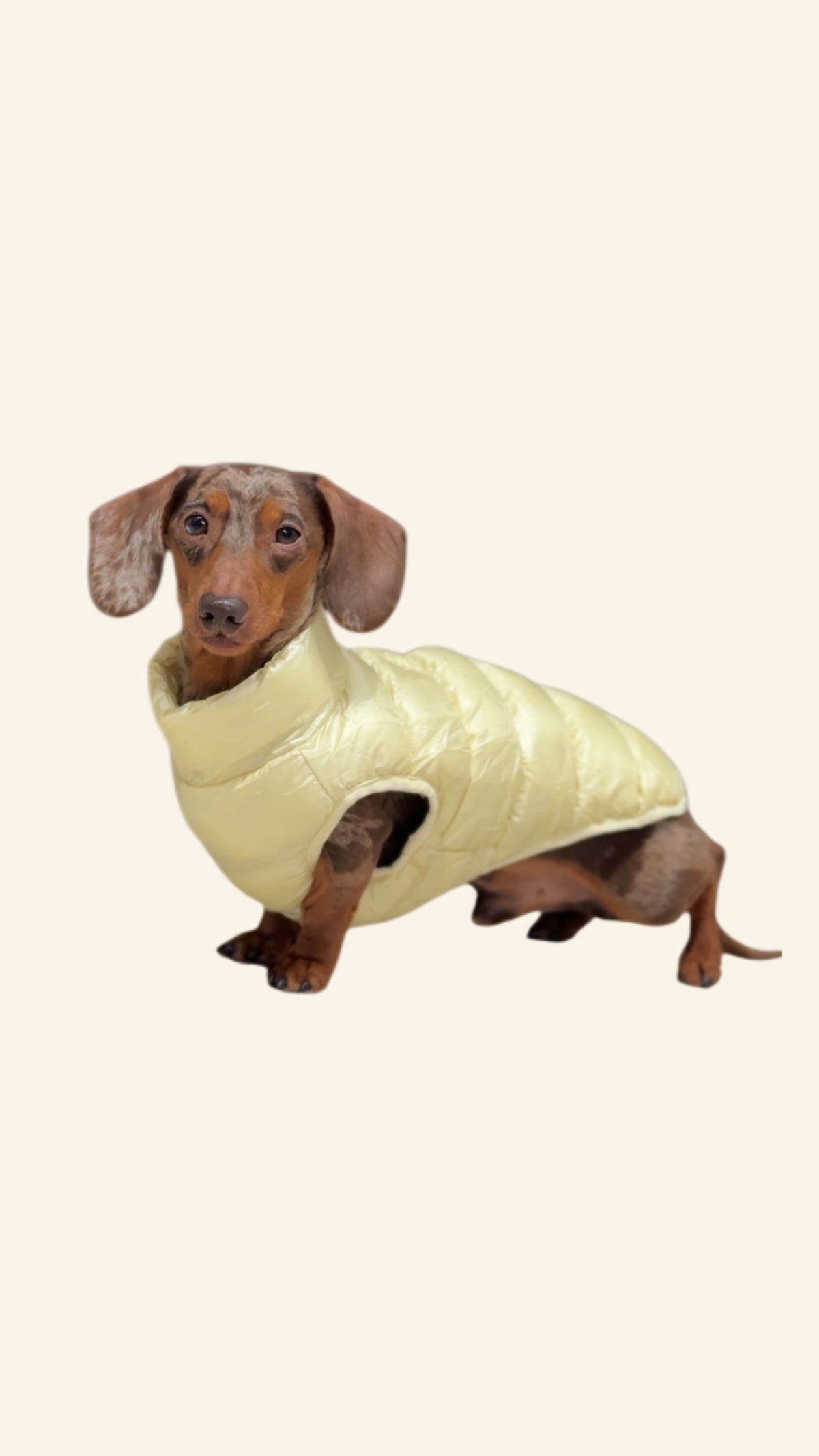 The Dottie Reversible Puffer- Buttercup
