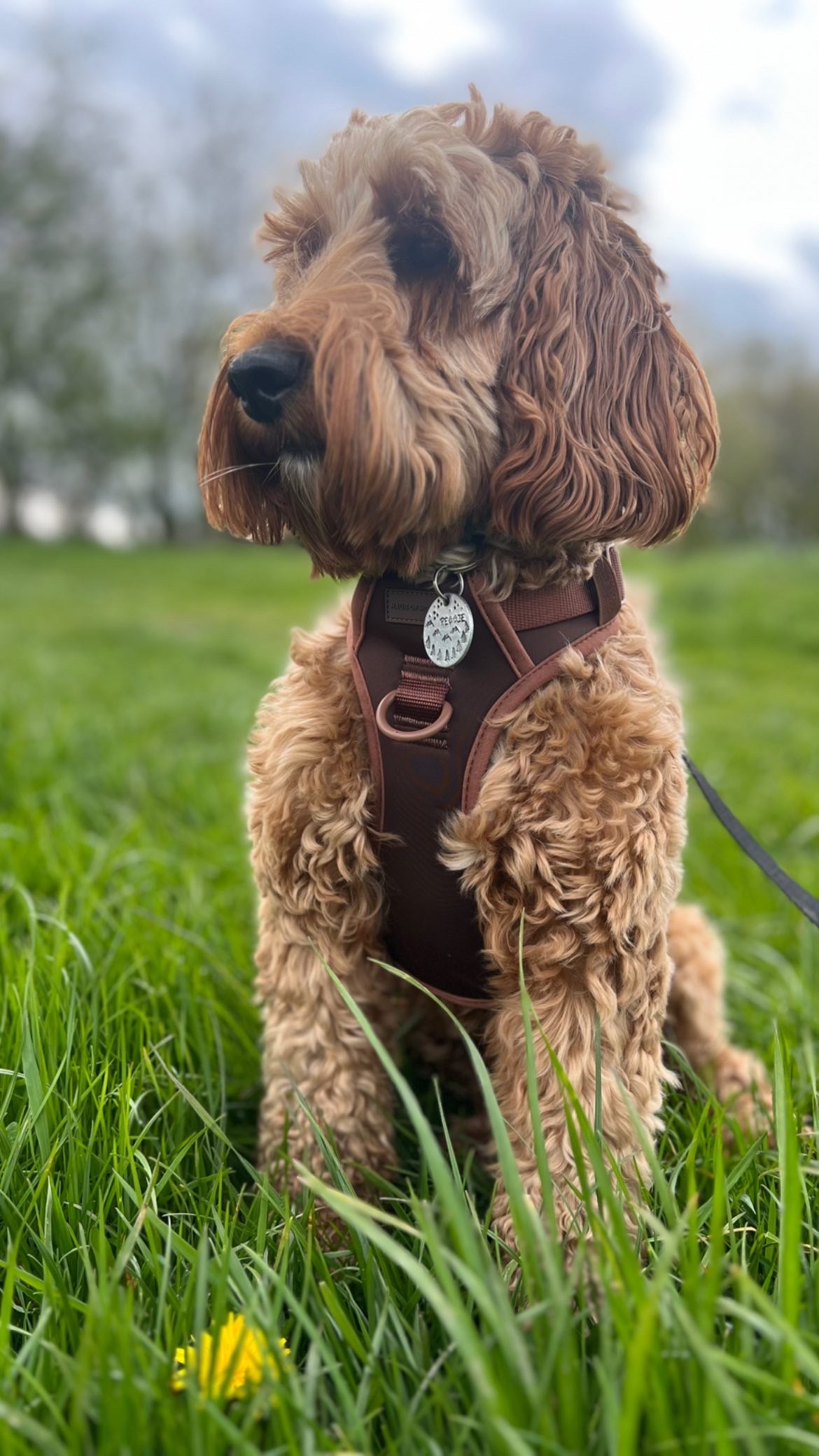 Harness for shop cockapoo puppy