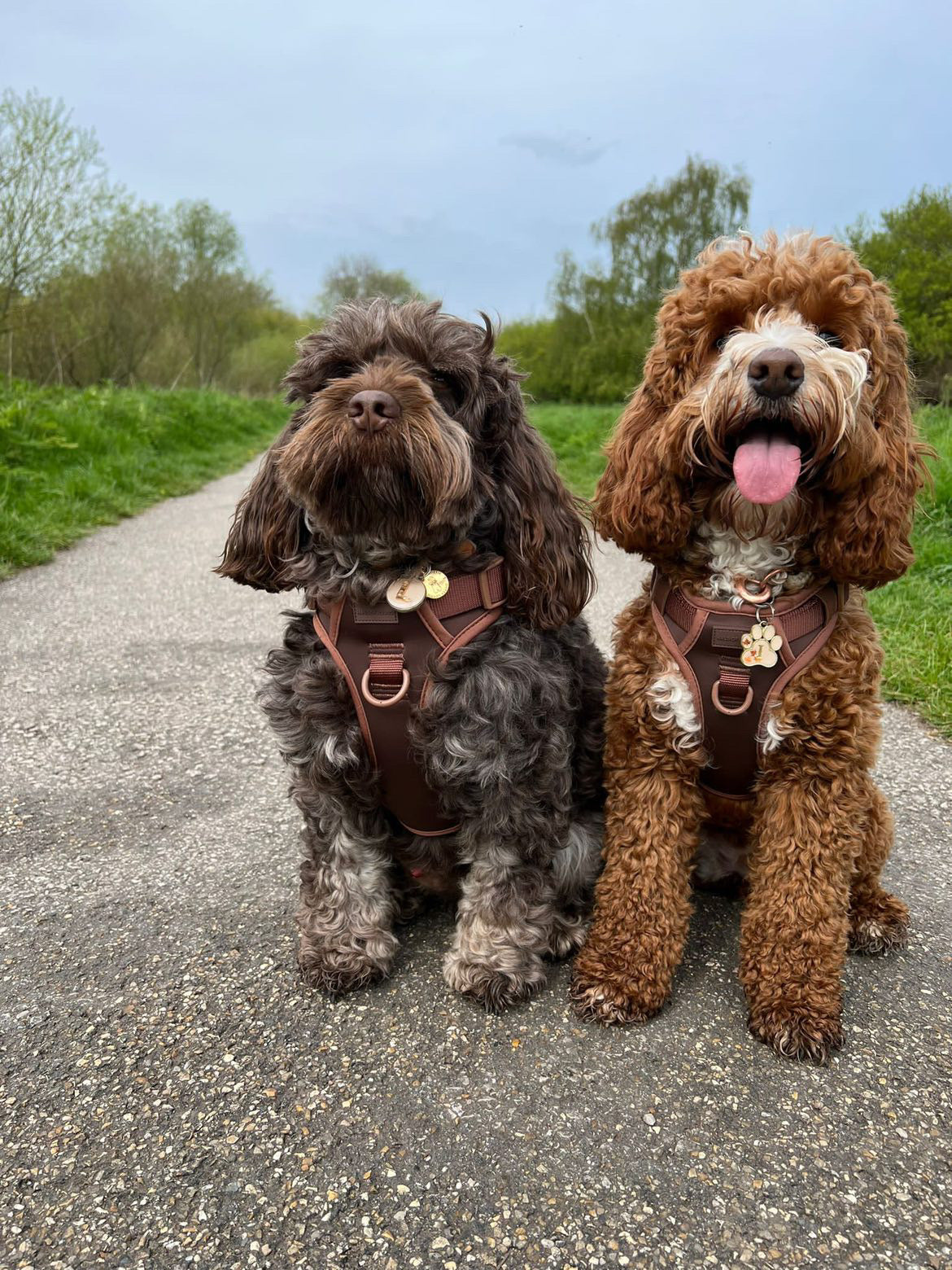 Harness for outlet cockapoo puppy