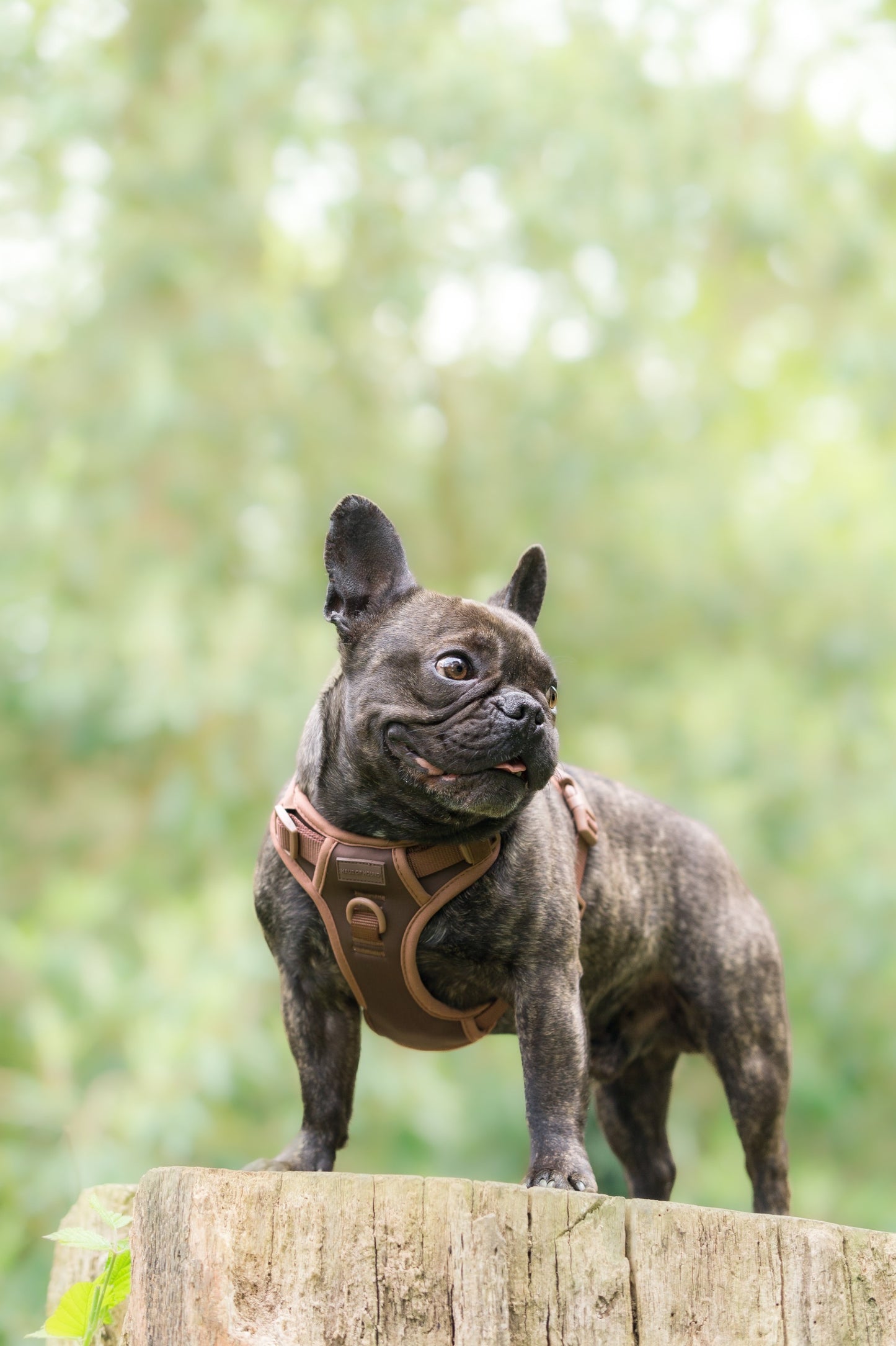 Adjustable Harness- The Neutral Collection- Coffee