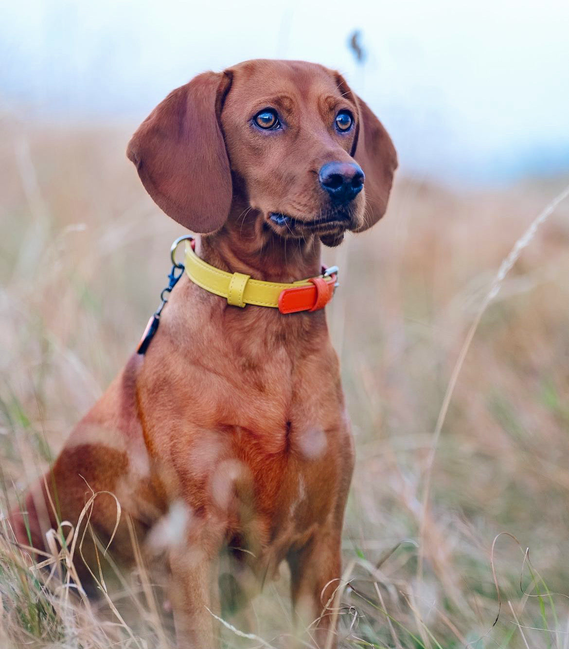 Vegan Leather Collar- Orange Sunrise