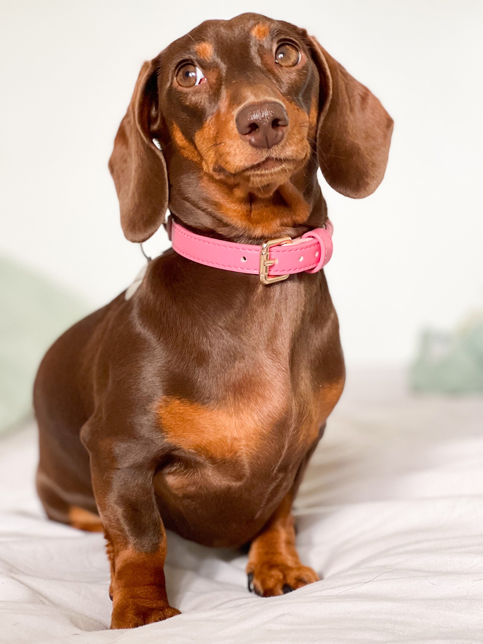 Vegan Leather Collar Pink Lady