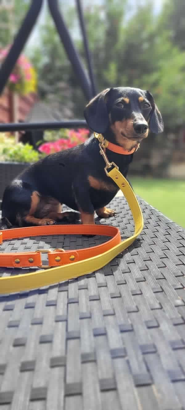 Vegan Leather Collar- Orange Sunrise